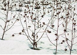 雪の中での綿花栽培